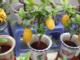 Flower Gardening